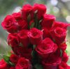 roses.jpg