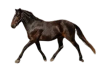 images__24_-removebg-preview.png