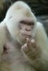 VanillaGorilla.jpg