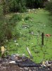 2012-06-29-JardimGramachoSwamp.jpg
