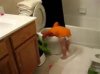 dunking in toilet.jpg