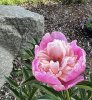 IMG_3241.jpeg
