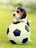 cute-little-beagle-playing-football-260nw-1044250138~2.jpg