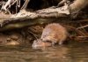 beavers.jpg