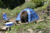 bear in tent.jpg
