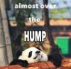 ___ weekly struggle __ Middle of the week day __ Almost over the hump More.jpg