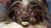 troll dog.jpg