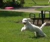 labradoodle.jpg