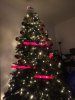 Tree.jpg