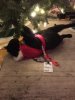 Bella Playing with Tree.jpg