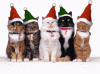 Funny-Cats-Christmas-Animated-GIF.gif