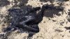 oil spill.jpg