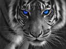 BzTiger