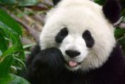 pandabear