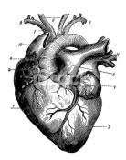 theheartbeatneversleeps