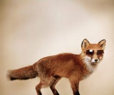 SlyPokerFox
