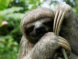 SlyPokerSloth