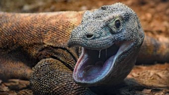 SlyPokerKomodoDragon