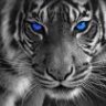 BzTiger