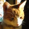 NJQuestCat