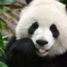 pandabear