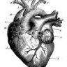theheartbeatneversleeps