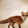 SlyPokerFox