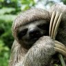 SlyPokerSloth
