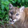 SlyPokerCougar