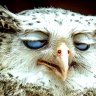 SlyPokerOwl