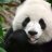pandabear