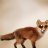 SlyPokerFox