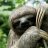 SlyPokerSloth