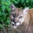 SlyPokerCougar