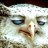 SlyPokerOwl