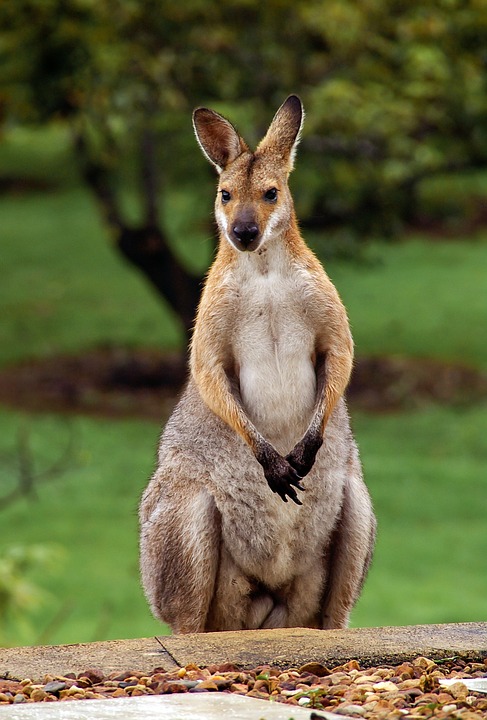 wallaby-2389791_960_720.jpg